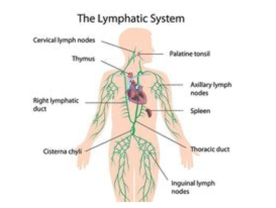 glymfatiska systemet