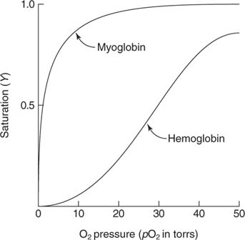 hemoglobin och myoglobin